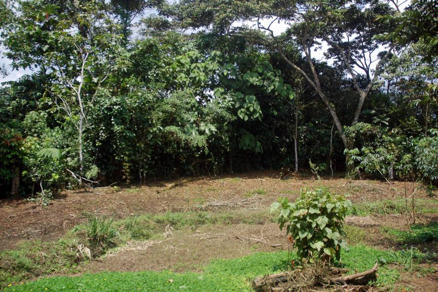 MORONA SANTIAGO, Ecuador, ,Lotes-Terrenos,Venta,6524