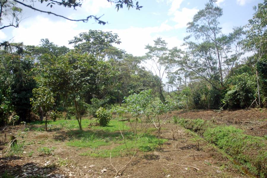 MORONA SANTIAGO, Ecuador, ,Lotes-Terrenos,Venta,6524