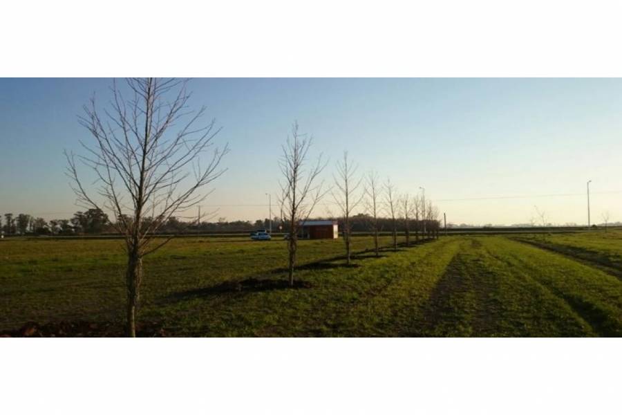 Oliveros,Santa Fe,Lotes,Villa Elena Barrio Abierto,Ruta 11,1590