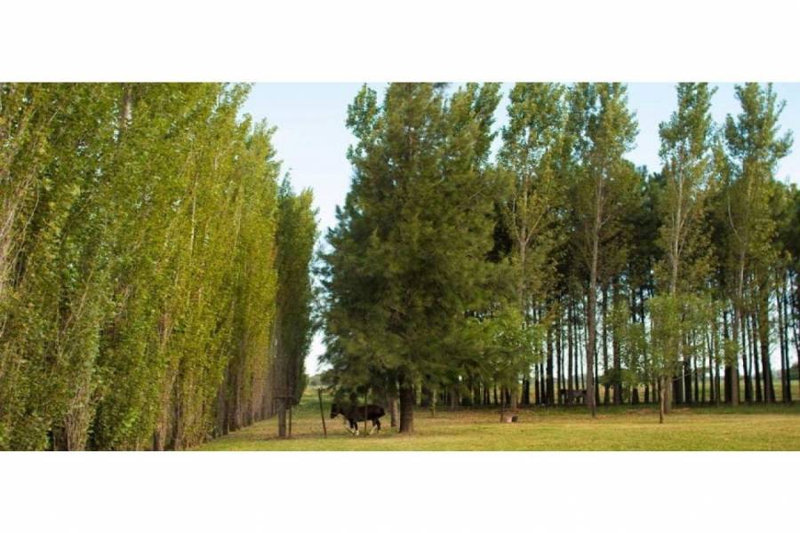Rosario,Santa Fe,Lotes,Pinares del Sur,Ruta AO12,1591