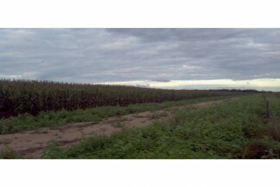 Pinto - Villa General Mitre,Santiago del Estero,Campos,ruta 34,1641