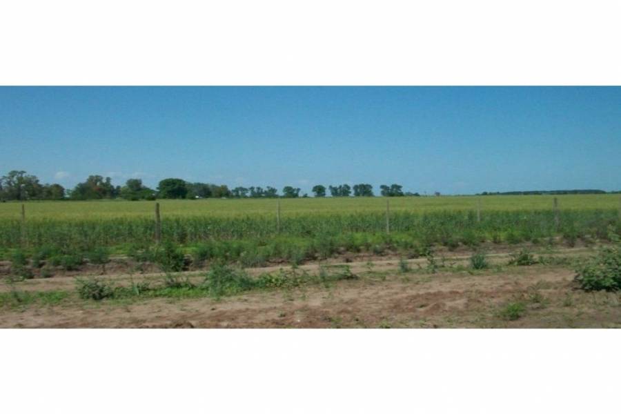 Ibarlucea,Santa Fe,Campos,Ruta 34,1643