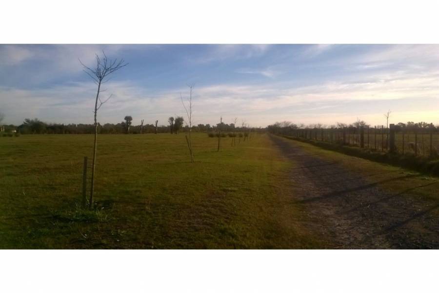 Ibarlucea,Santa Fe,Lotes,Barrio Cerrado Las Casuarinas Country,Av. Del Limite,1652