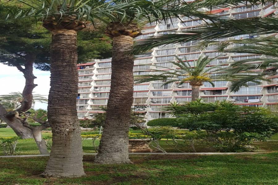 Benidorm,Alicante,España,1 Dormitorio Bedrooms,1 BañoBathrooms,Pisos,9332
