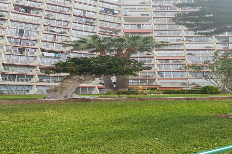 Benidorm,Alicante,España,1 Dormitorio Bedrooms,1 BañoBathrooms,Pisos,9332